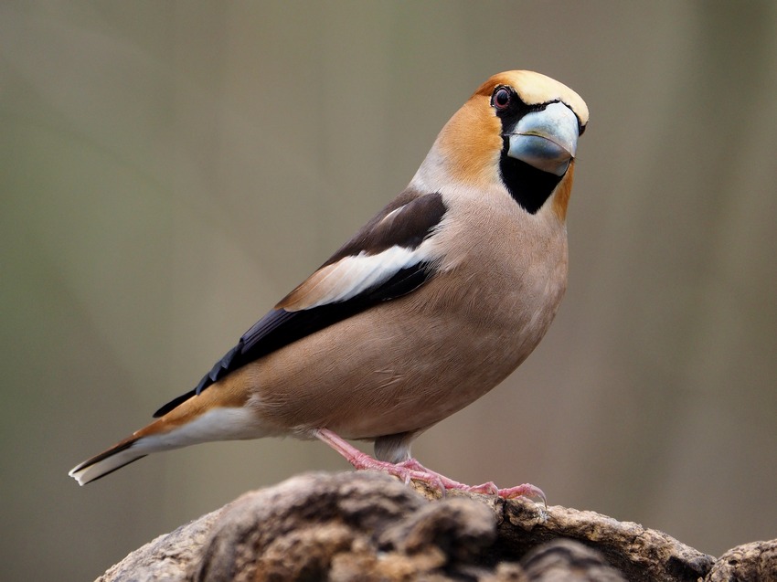 Frosoni  (Coccothraustes coccothraustes)